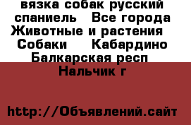 вязка собак русский спаниель - Все города Животные и растения » Собаки   . Кабардино-Балкарская респ.,Нальчик г.